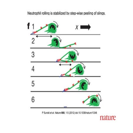  Neutrophil ‘Slings’ facilitates Rolling 