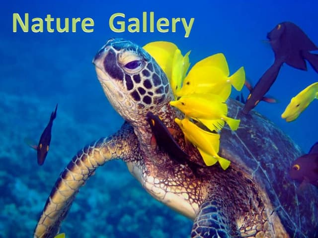 Nature  gallery 