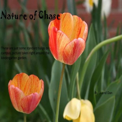 Nature of Chase