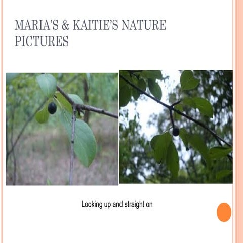 nature-pics-ppt