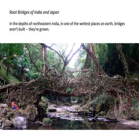 Root Bridges of India and Japan | PPS