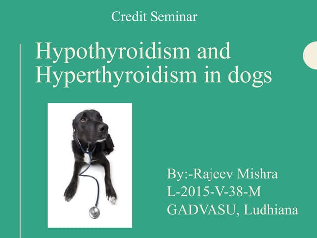 Hypothyroidism and Hyperthyroidism in dogs | PPT Hypothyroidism And Hyperthyroidism In Dogs | Ppt