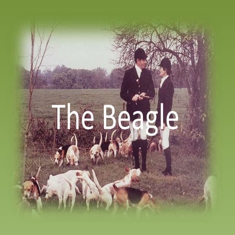 National Beagle Club Judges Education updated 2019 | PPTX
