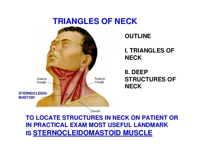 neck triangles