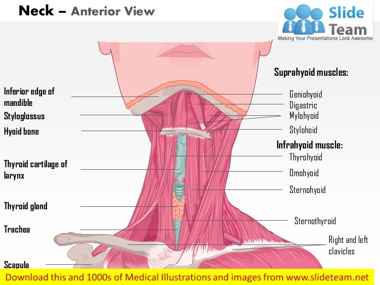 Neck anterior view medical images for power point