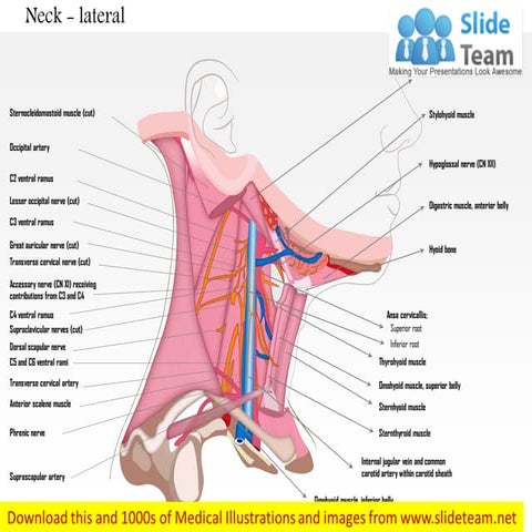 Neck lateral view medical images for power point