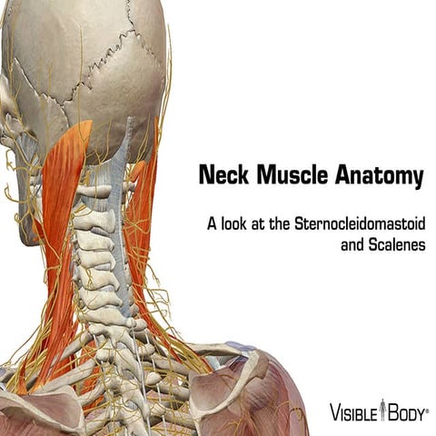 Neck muscles