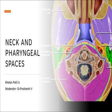 Anatomy of deep neck spaces | PPTX