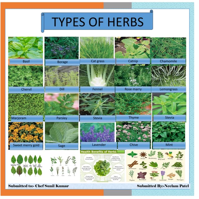 TYPES OF HERBS PDF