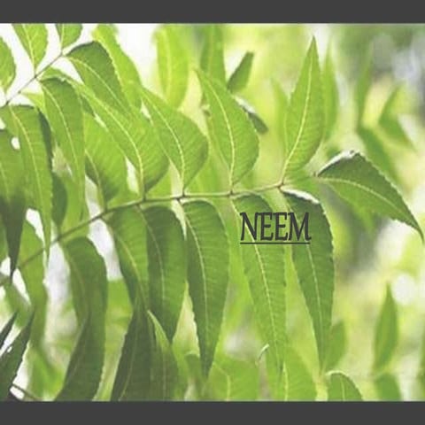 Neem