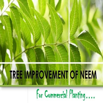Neem For Commercial Planting