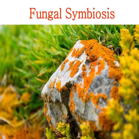 Fungi Symbiosis | PPT