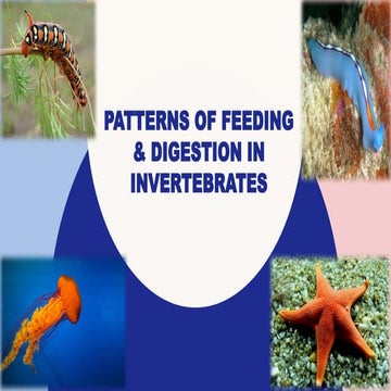 Curated visual reference: Visual Reference: Filter Feeding In Molluscs Invertebrates