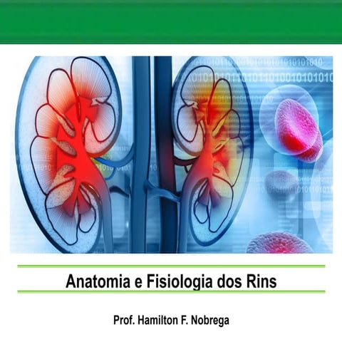 Nefrologia: Anatomia e Fisiologia dos Rins