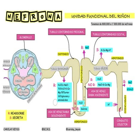 Dibujo de la unidad funcional del riñón la nefrona.pdf