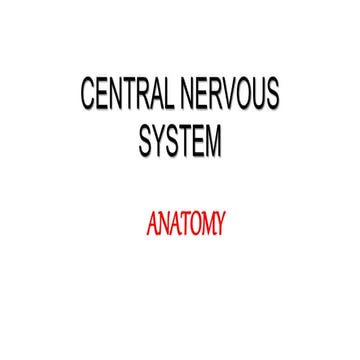 anatomy of central nervous system