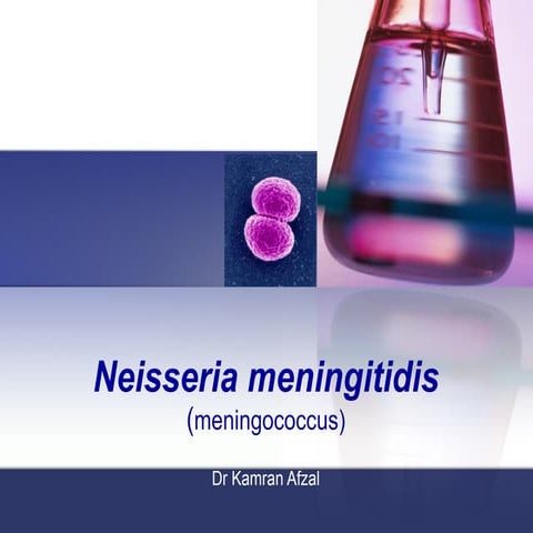 Neisseria Meningitidis