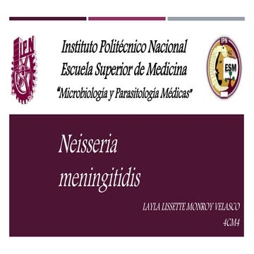 Neisseria meningitidis