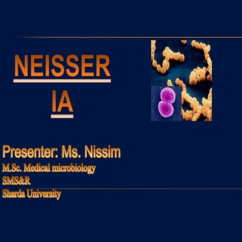 Neisseria 