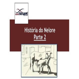 História do Nelore parte 2