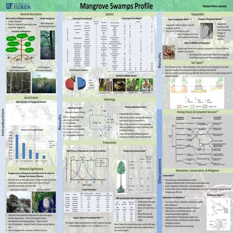 Mangroves Swamp Profile - Nelson Perez-Jacome