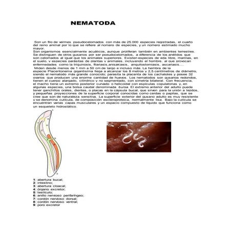 Nematoda