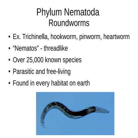 Phylum Nematoda