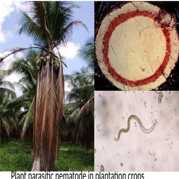 Nematode diseases cause in spice crops & Flower crops.pptx