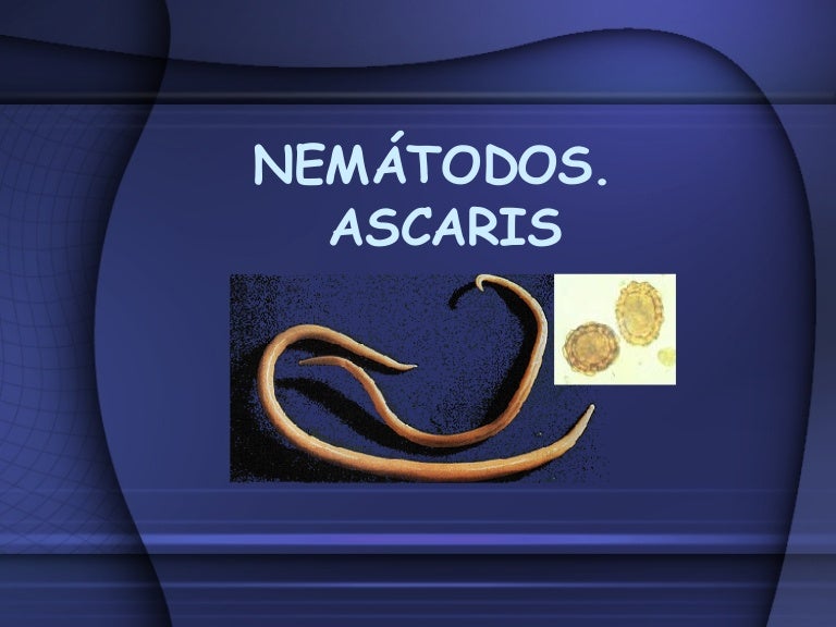 Resultado de imagen para nematodos