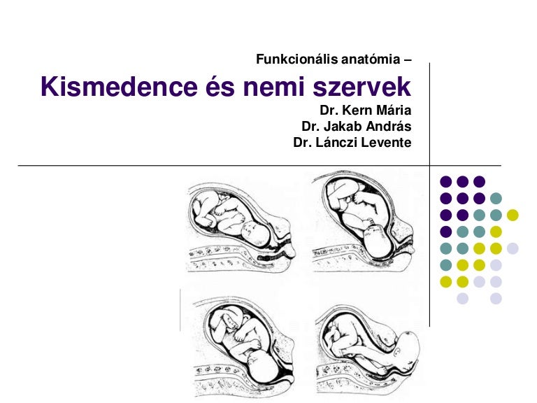 egy női keresztféreg anatómiája