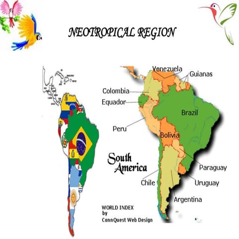 NEOTROPICAL REGION.pptx Geographical distribution | PPTX