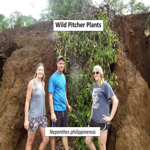 Nepenthaceae pitcher plant