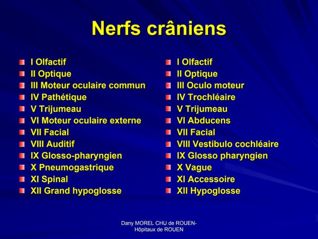Nerfs craniens | PDF