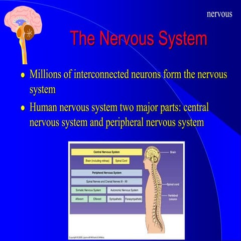 Sensory and motor pathways | PPTX