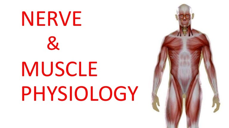 Nerve and muscle physiology