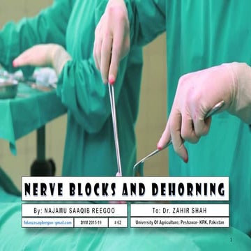 Nerve blocks and dehorning- By:  Dr. Najmu Saaqib Reegoo DVM 