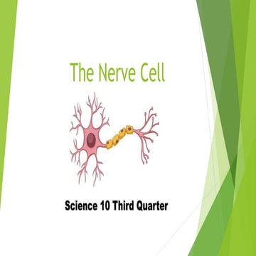 Nerve cell |Science 10 | Third Quarter.pptx