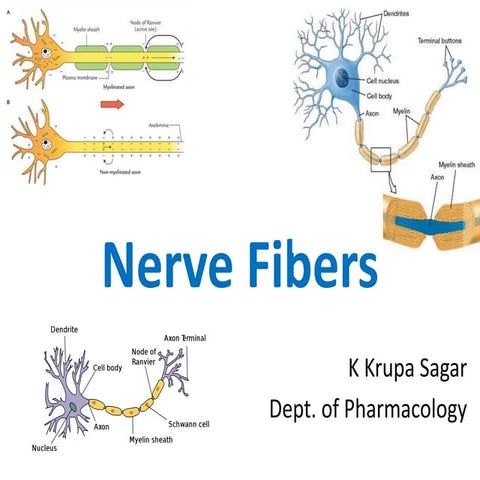nervefibers-210720082756.pdf
