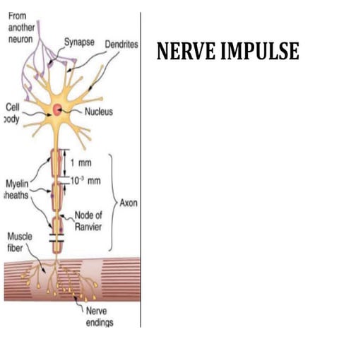 Nerve impulse- biochemistry
