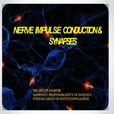 Nerve Impulse Conduction & Synapses