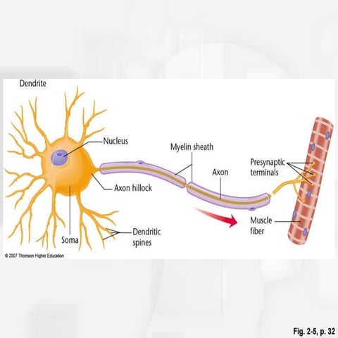 Nerve impulse may 2013[1]