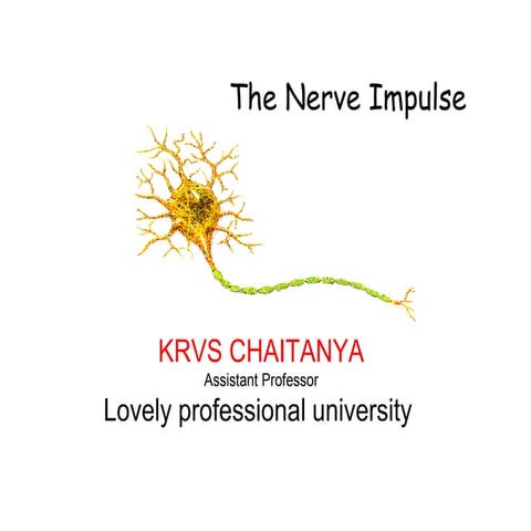 Nerve impulse  synapses