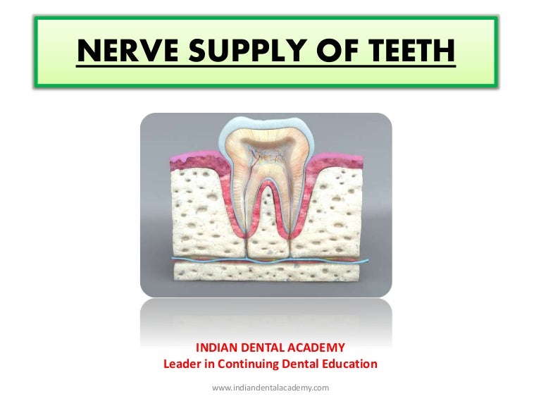 Nerve supply of teeth /endodontic courses