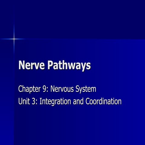 Nerve pathways
