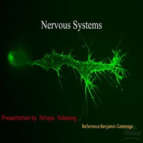 Nerve power point