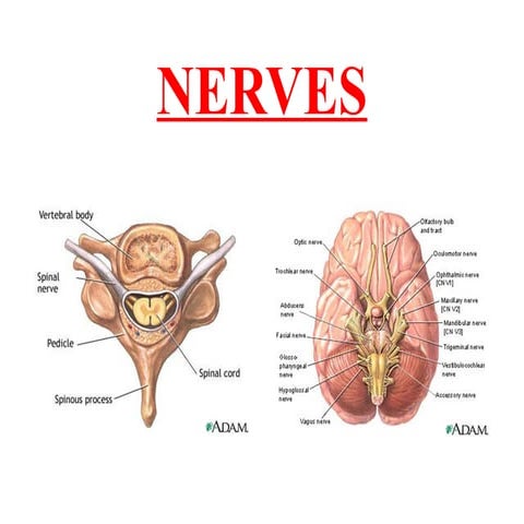 Nerves