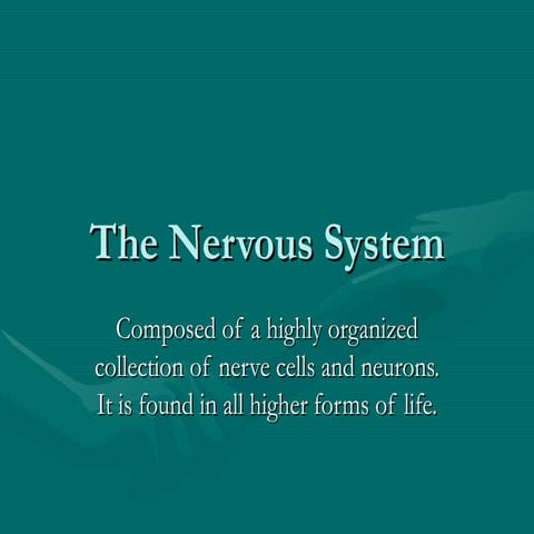 Nerves and synapses
