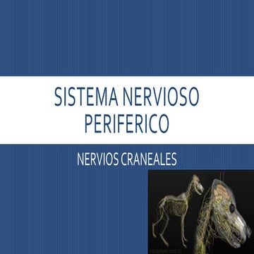 Nervios craneales (Medicina Veterinaria y Zootecnia)