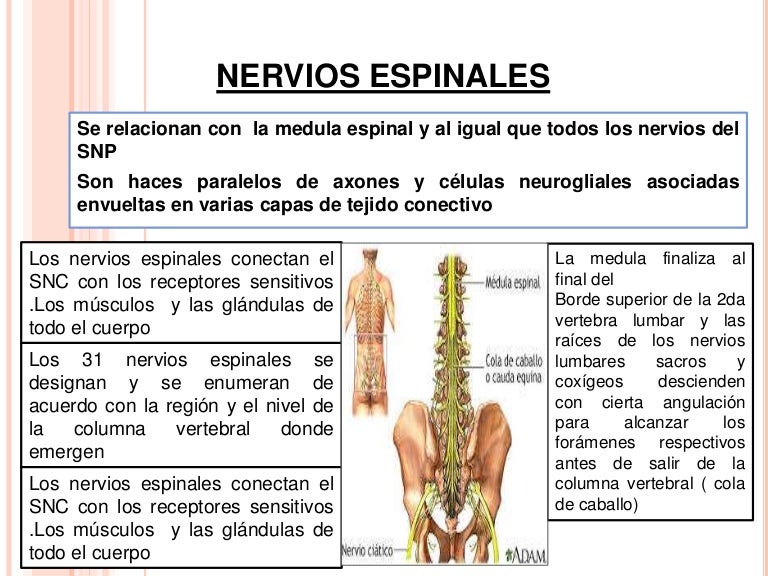 Anatomía Del Nervio Espinal