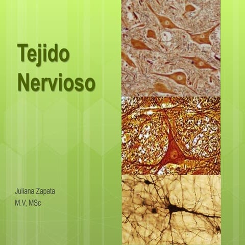 histología Nervioso 